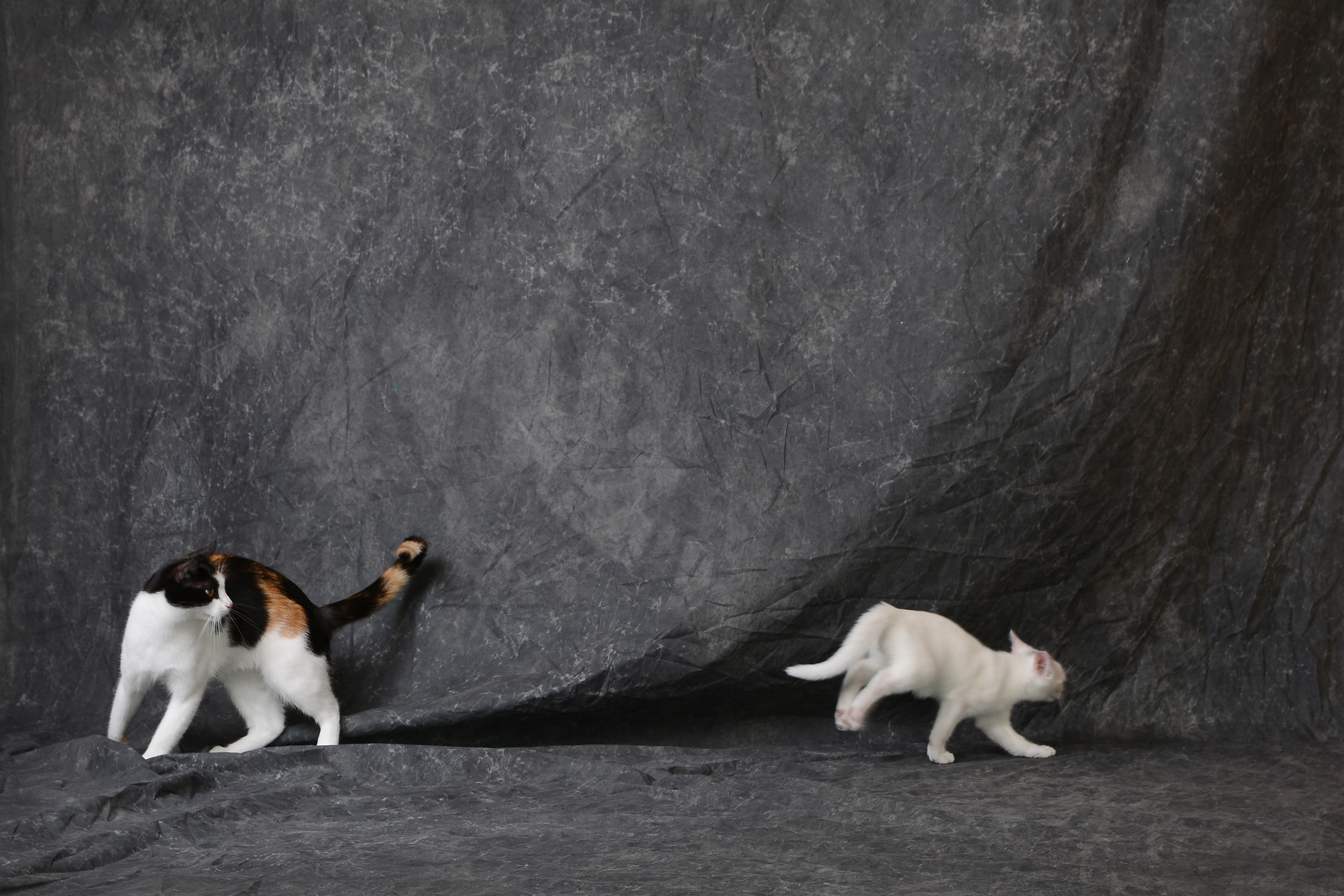 Szarak Ciemny na zamówienie